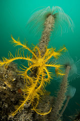 Mediterranean feather-star (Antedon mediterranea) on Spirograph worm  Artificial reef off Valras  Gulf of Lion  Mediterranean  France