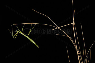 Stick insect (Pijnackeria masettii) on black background  Montpellier  Occitanie  France