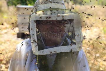 Killers Africanized Honeybees. The team leader is a woman. Neyda Batista is 50 years old; she has been working with bees for 14 years. In equatorial America  before the arrival of the Africanized bees  professional beekeepers had a stock of 1000 to 2000 ruches. Since they have been working with the Africanized bee  the beekeepers' average stock is 300 hives because managing the colony is difficult due to this hybrid bee's aggressiveness. Panama