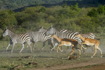 Grant's zebras and Impalas running - Maasai Mara Kenya