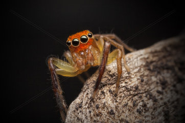 Orange faced jumper spider - Australia