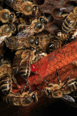Honey bee (Apis mellifera) - La propolis est une pate collante tres odorante que les abeilles utilisent pour sceller la ruche. Une fine couche recouvre egalement les peignes de la ruche. La propolis est responsable de l'odeur de la cire.