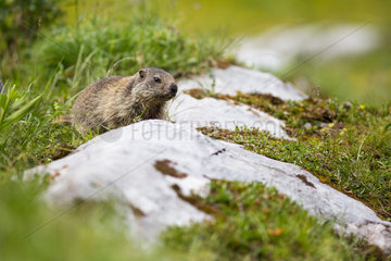 Young Alpine marmot (marmota marmota) in a humid montane grassland in jully  Haute-Savoie  Alps  France