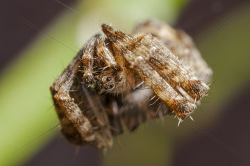 Immature Tent-Web Spieder hanging from his web - France