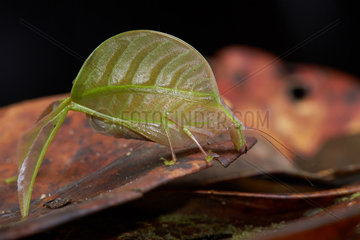 Leaf mimicking katydid (Tettigoniidae sp)  Mount Kinabalu  Sabah  Borneo  Malaysia