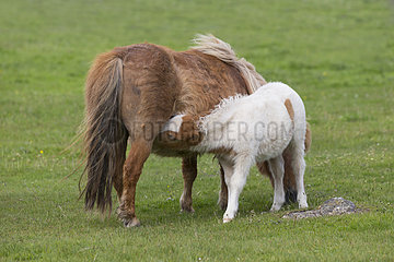 Shetland poney (Equus caballus) Young poney suckling his mother in a meadow  Shetland  Spring
