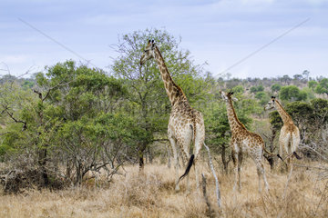 Giraffe (Giraffa camelopardalis) and young eating foliage  Kruger National park  South Africa
