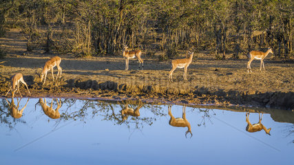 Impala (Aepyceros melampus) at water hole  Kruger National Park  South Africa