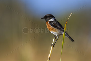 African stonechat (Saxicola torquatus) on reed  Kruger National park  South Africa