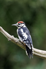 Great-spotted woodpecker juvenile on branch - Warwickshire