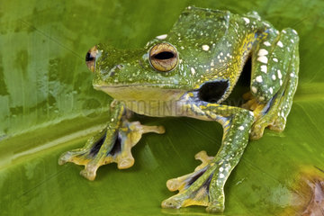 Kio flying frog (Rhacophorus kio) on a leaf