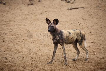 African wild dog (Lycaon pictus) in a sandy clearing at dawn  Kruger  South Africa
