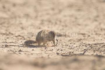 Cape Ground Squirrel (Xerus Inauris) and little sandy cloud  Kgalagadi  South Africa