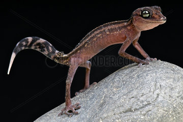Graceful gecko (Paroedura gracilis)  Madagascar