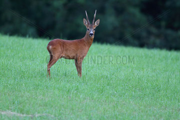 Roe deer buck in a meadow - Betagne France