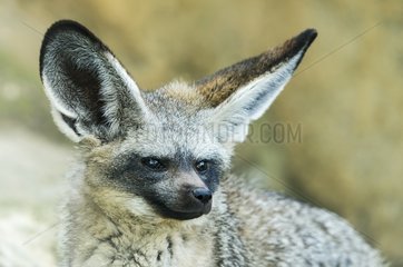 Portrait of Bat-eared Fox (Otocyon megalotis)