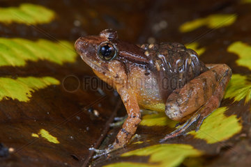 Smooth Guardian Frog (Limnonectes palavanensis)  (ex Rana palavanensis) male care  transporting tadpoles  Sarawak  Kubah national park  Borneo  Malaysia