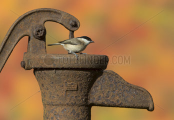 Marsh Tit perched on an old water pump in autumn - GB