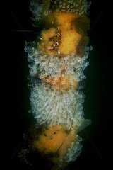 Light bulb sea squirt (Clavelina lepadiformis)  Thau Lagoon  Mediterranee  France