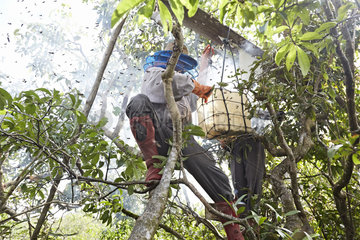 The Honey Nights. The harvesting of a honey board during the day has to be quick. The harvester climbs the tree  smokes abundantly with the smoker and within a few minutes cuts the end of the comb. Then he climbs back down and onto the boat that immediately sails away to avoid the many attacks and also let the bees return to their nest. Borneo  Indonesia