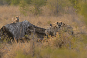 Spotted Hyaena (Crocuta crocuta) on Elephant carcass  Kruger  South Africa