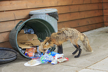 Red fox rummaging through a waste bin - Minnesota USA