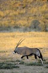 An Oryx (Oryx gazella gazella)  advances in the desert of the Kalahari towards the sunset  Kgalagad Transfrontier Park  North Cape  South Africa