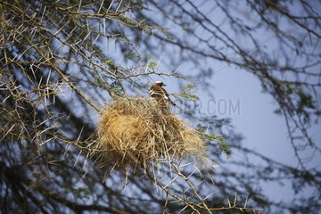White-browed sparrow-weaver (Plocepasser mahali) in nest  Samburu  Kenya