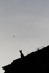 Alpine Ibex (Capra ibex) against the light on a ridge  in summer in Upper Valais  Switzerland