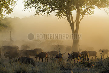 Cape buffalo (Syncerus caffer) in mist  Kruger National Park  South Africa