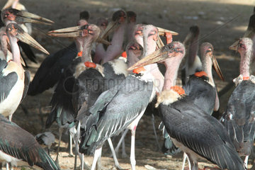 Marabou Storks on ground - Ethiopia