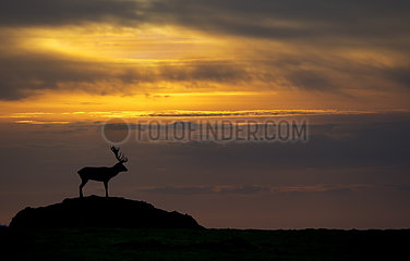 Stag Red Deer in the mist in autumn at sunset - GB