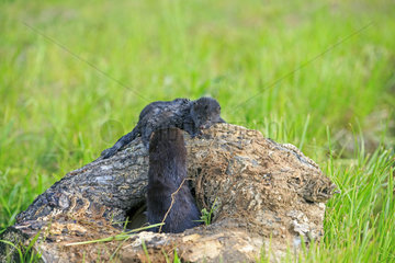 American mink and young in a hollow trunk - Minnesota