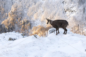 Chamois (Rupicapra rupicapra) on rock in first snow  Hohneck  Vosges  France