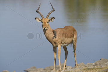 Impala (Aepyceros melampus) in front of a water point  Kruger  South Africa