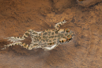 African Green Toad (Bufotes boulengeri) swimming  South West  Morocco