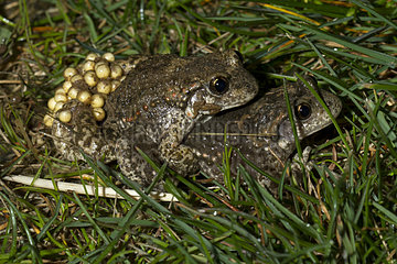 Midwife toads mating in grass - France