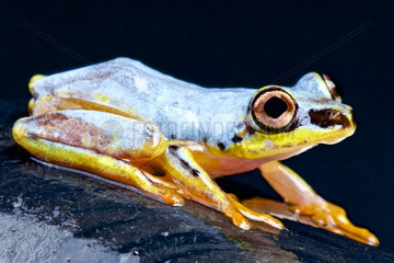 Madagascar Reed Frog (Heterixalus madagascariensis)  Madagascar
