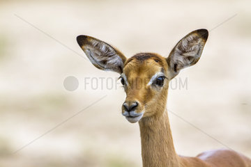 Portrait of young Common Impala (Aepyceros melampus)  Kruger National park  South Africa