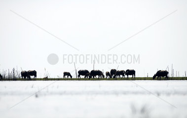 Water buffaloes (Bubalus bubalis) on bank  Thale Noi  Patthalung  Thailand