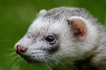 Portrait of Ferret (Mustela furo)  France