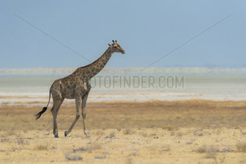 Giraffe (Giraffa camelopardalis) walking in Etosha pan  Namibia  Etosha national park