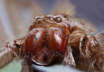 Exoskeleton of an Australian huntsman spider.