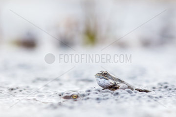 Common frogs (Rana temporaria) in the eggs  in a pond in march during breeding season  Alpes  France