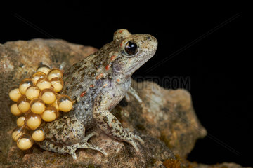 Male midwife toad and his laying on a black background
