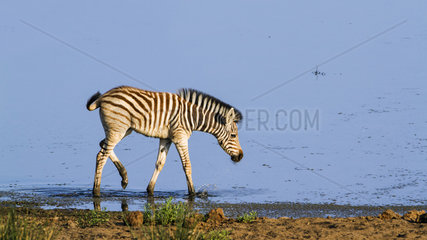 Young Burchell?s zebra (Equus burchellii) walking in water  Kruger National park  South Africa