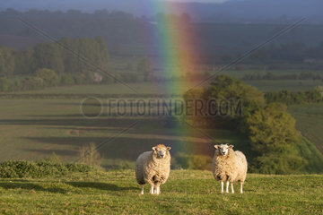 Sheep (Ovis aries) Sheep standing in a rainbow  Buckinghamshire  England  Spring