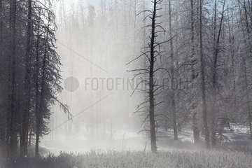 Mist in a forest in winter - Yellowstone NP USA