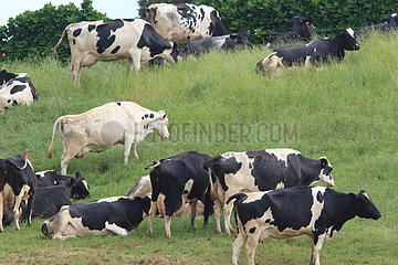 Cows Prim'Holstein grazing in the meadow