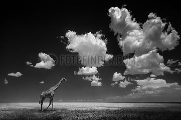 Giraffa (Giraffa camelopardalis) walking in plain with clouds  Serengeti  Tanzania
